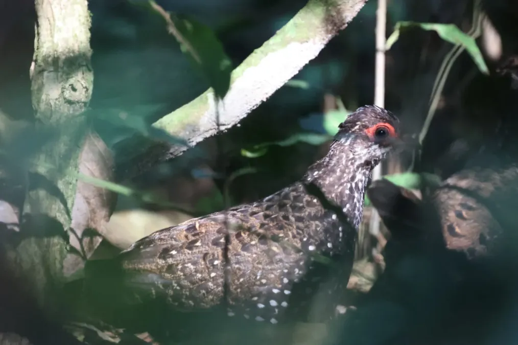 File:Ptilopachus nahani 248349948.jpg