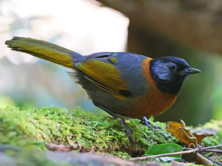 File:Trochalopteron yersini 105776243 (cropped).jpeg