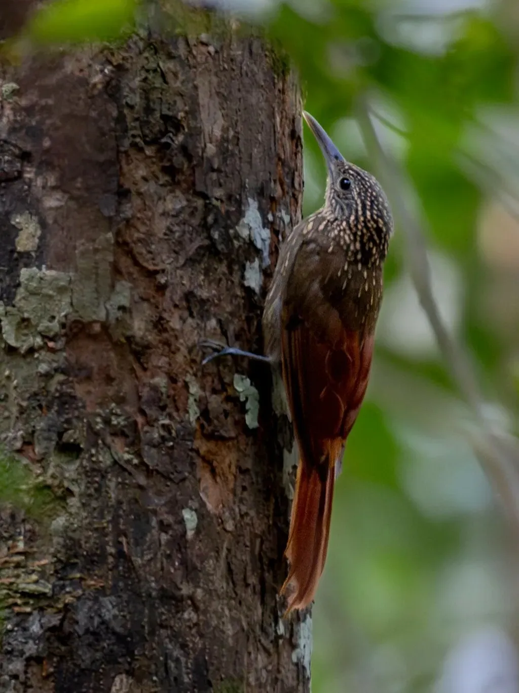 File:Xiphorhynchus pardalotus Chestnut-rumped Woodcreeper; Presidente Figueiredo, Amazonas, Brazil.jpg