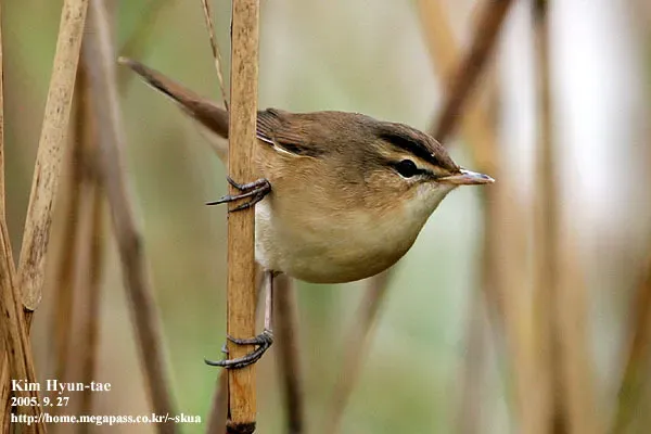 File:Acrocephalus bistrigiceps 2742844.jpg