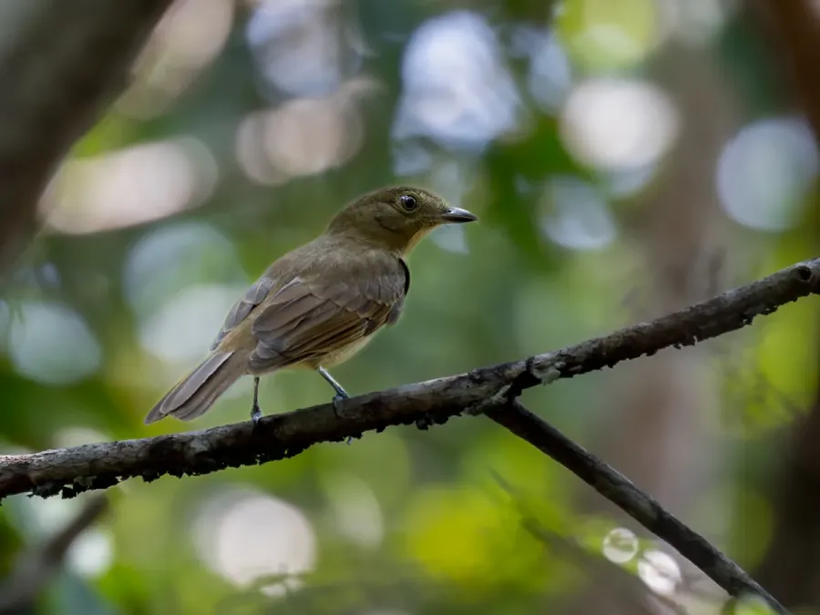 File:Schiffornis olivacea Olivaceus Schiffornis; Presidente Figueiredo, Amazonas, Brazil.jpg