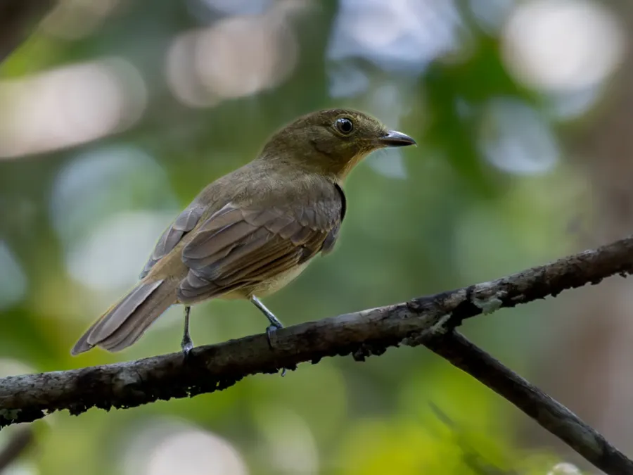 File:Schiffornis olivacea Olivaceus Schiffornis; Presidente Figueiredo, Amazonas, Brazil (cropped).jpg