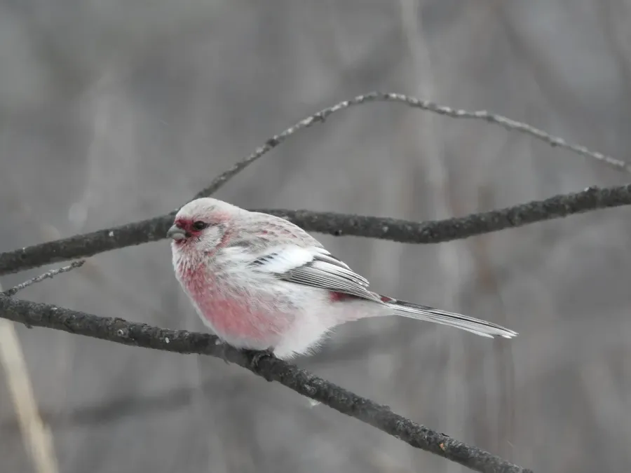 File:Carpodacus sibiricus 336465511.jpg
