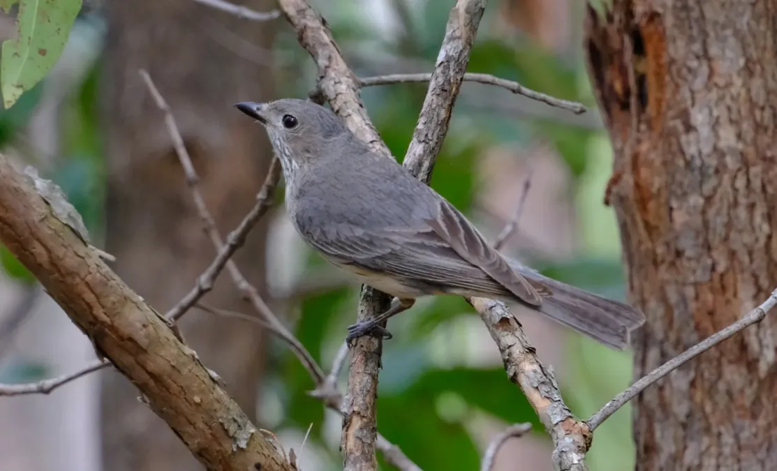 File:Pachycephala rufiventris 336178640.jpg