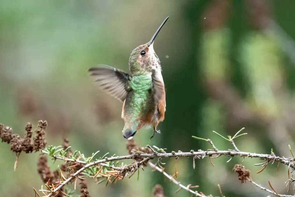 File:Selasphorus sasin 322335728.jpg