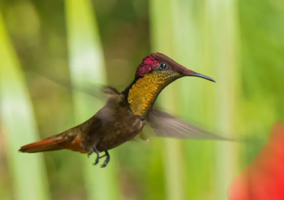 File:Chrysolampis mosquitus 60544054.jpg