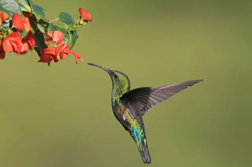 File:Eulampis holosericeus 102402815.jpg