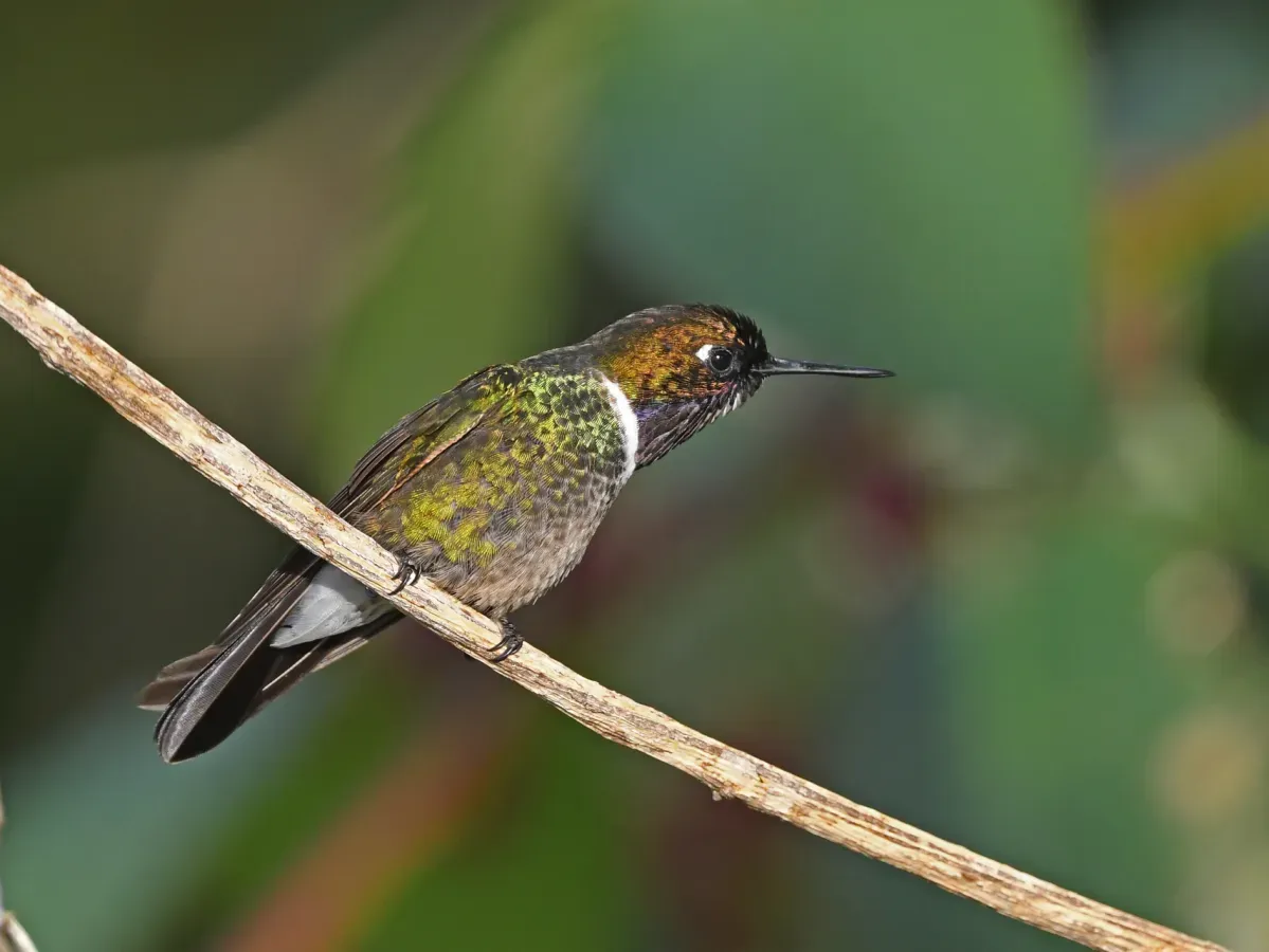 File:Heliangelus clarisse 264313647.jpg
