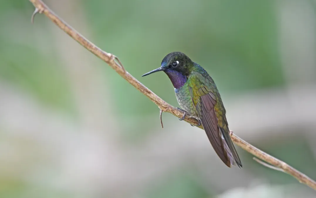 File:Heliangelus clarisse 264312848.jpg