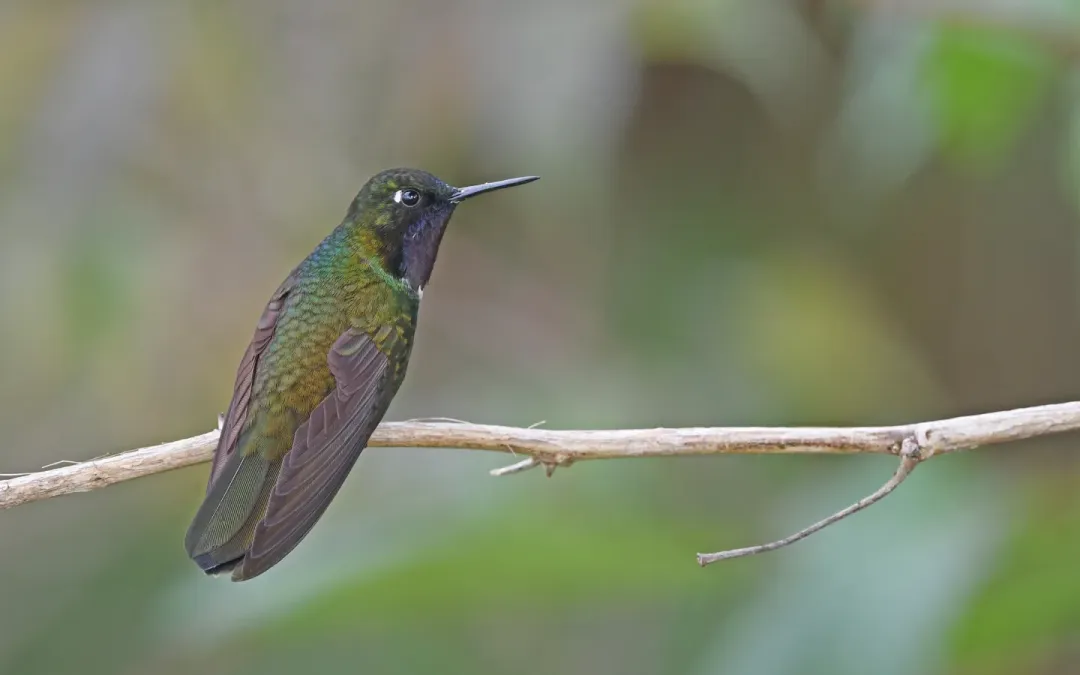File:Heliangelus clarisse 264315822.jpg