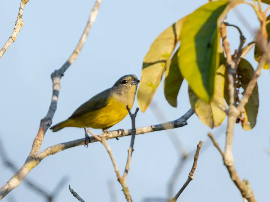File:Euphonia plumbea Plumbeous Euphonia (female); Presidente Figueiredo, Amazonas, Brazil.jpg