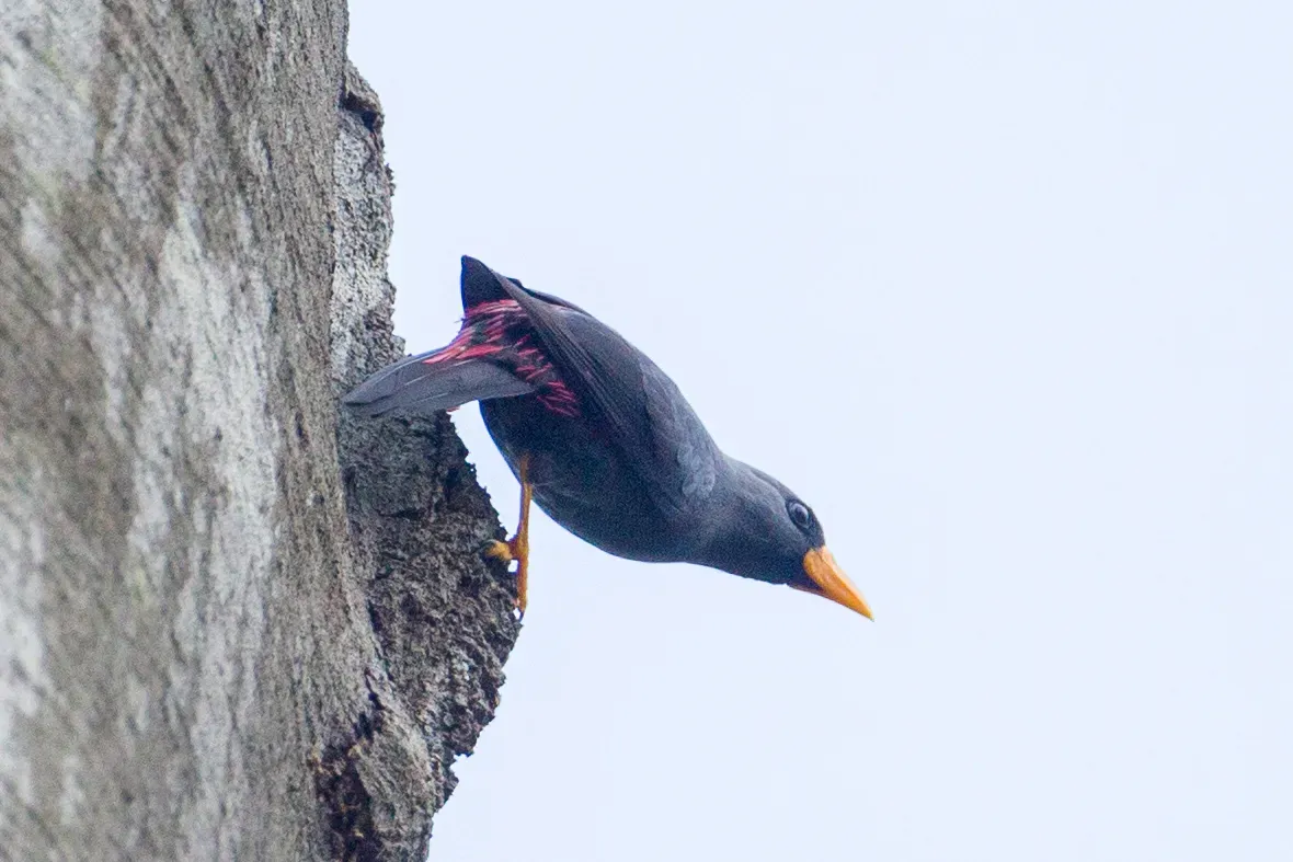 File:Scissirostrum dubium 107838388.jpg