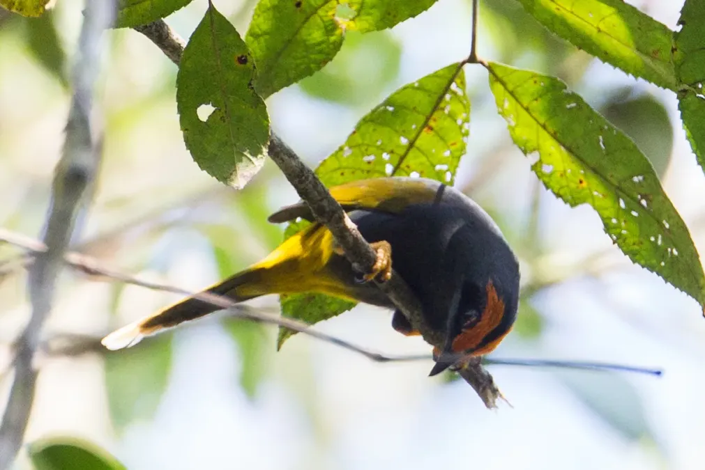 File:Enodes erythrophris 107806076.jpg
