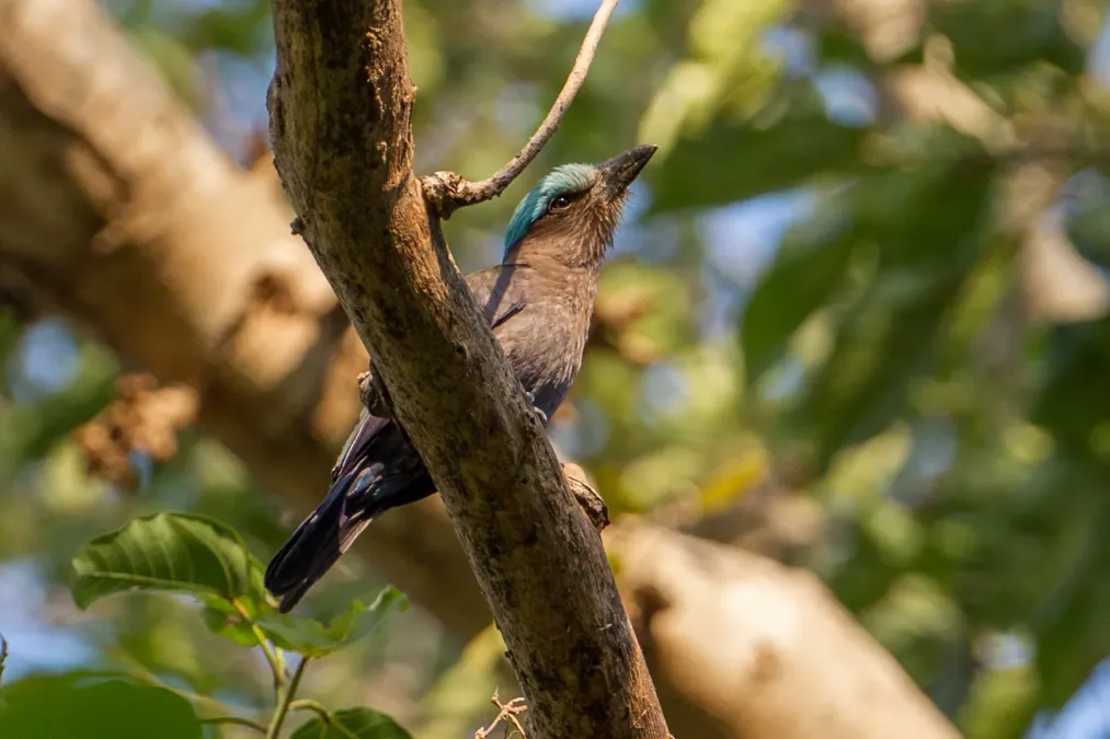 File:Coracias temminckii 107896699.jpg