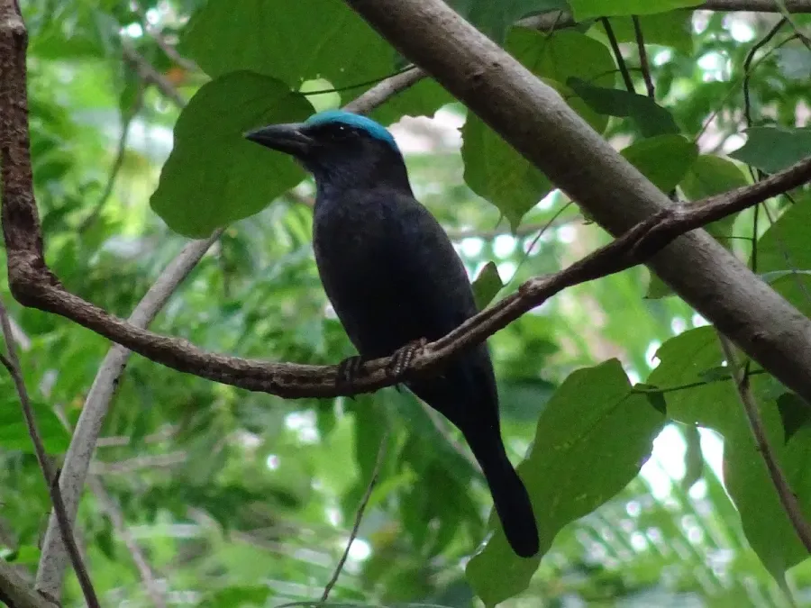 File:Coracias temminckii 34568309.jpg
