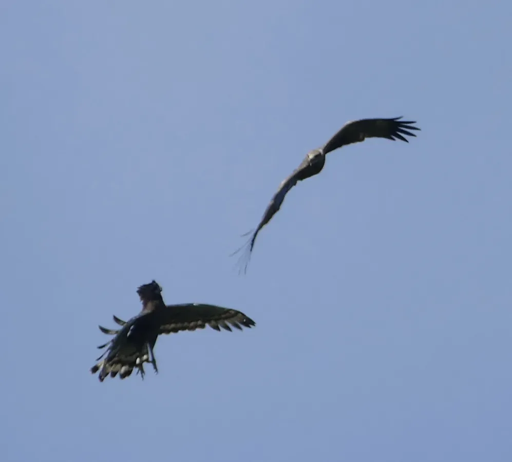 File:Spilornis rufipectus 241948160.jpg