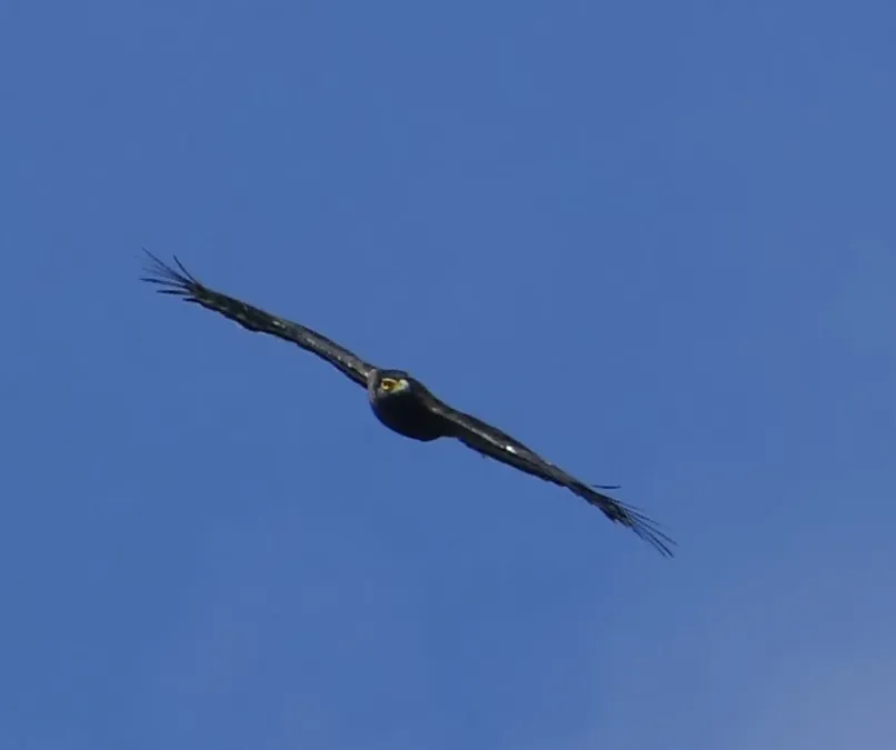 File:Spilornis rufipectus 241948154.jpg
