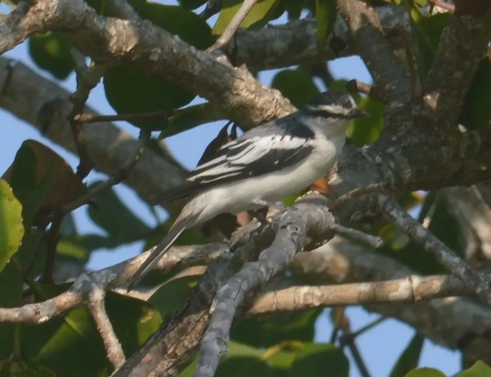 File:Kapasan sulawesi Lalage leucopygialis (cropped).jpg