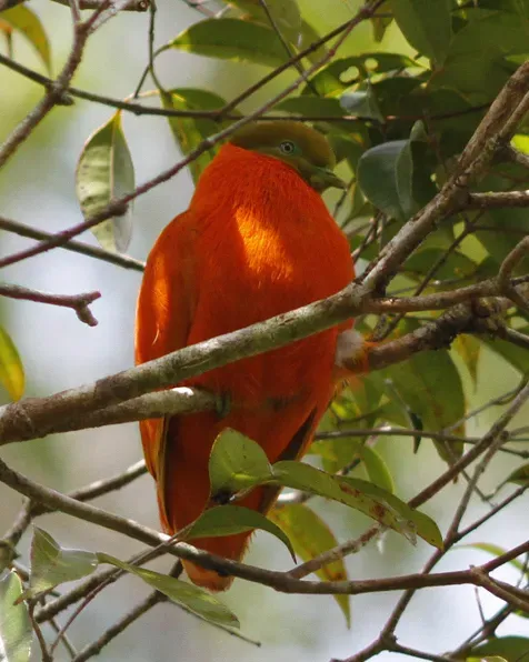 File:Ptilinopus victor 328101292.jpg