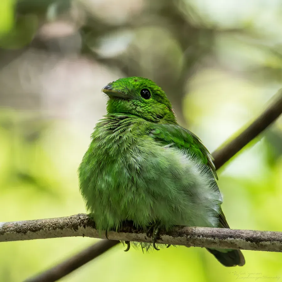 File:Calyptomena viridis caudacuta 232080909.jpg