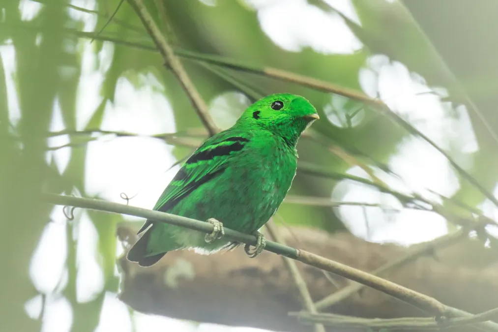 File:Calyptomena viridis 82496458.jpg