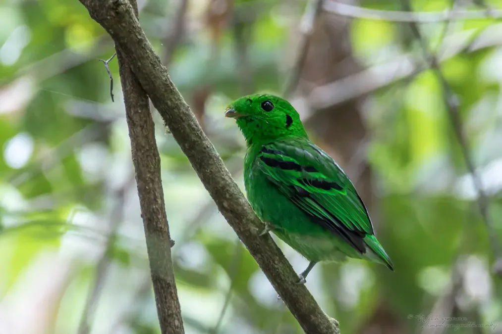 File:Calyptomena viridis caudacuta 215483468.jpg