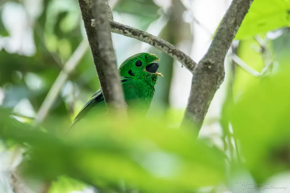 File:Calyptomena viridis caudacuta 215483573.jpg