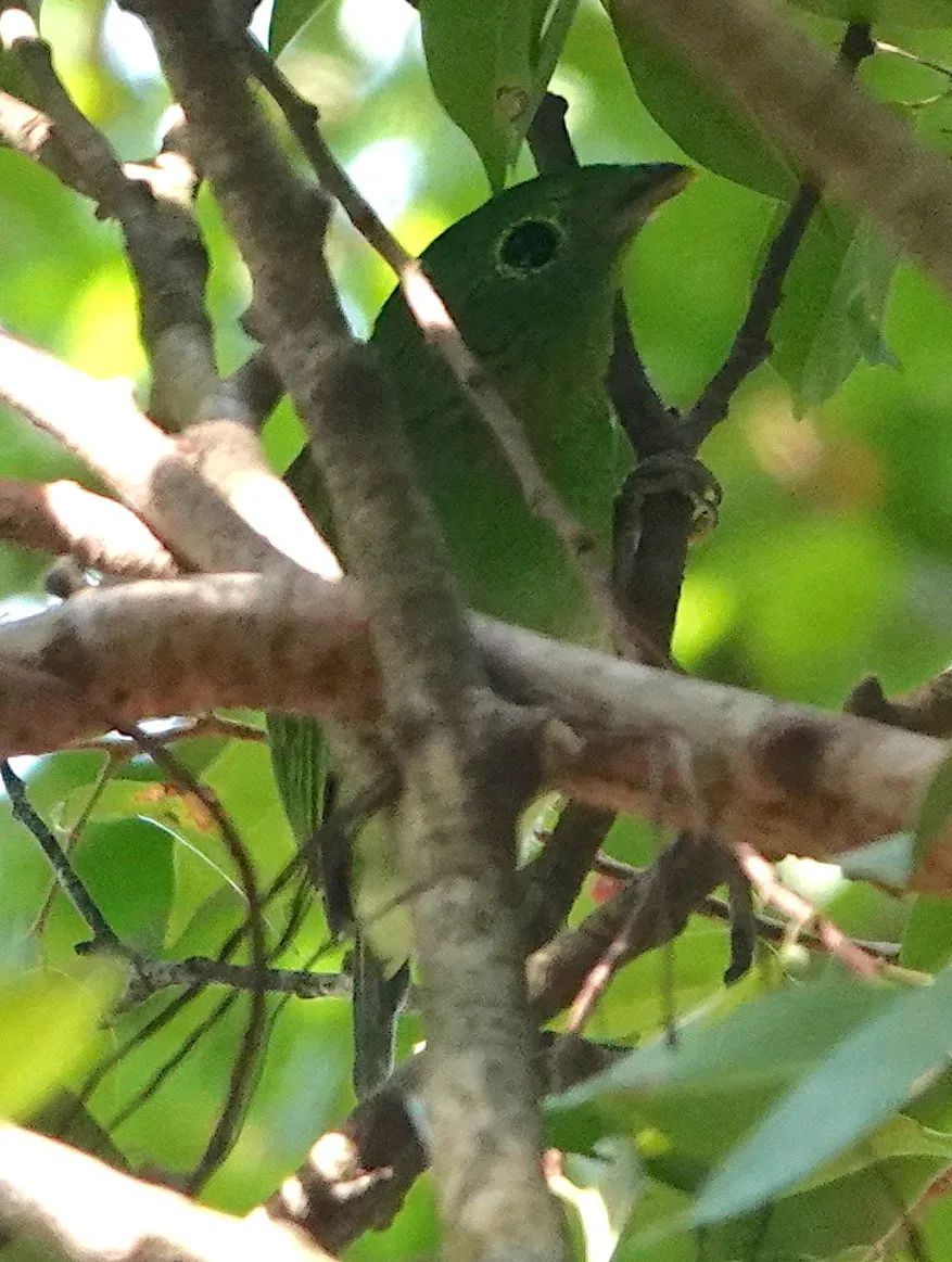 File:Calyptomena viridis 226634771.jpg
