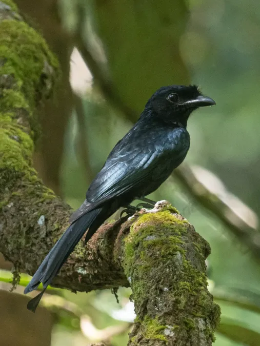 File:Dicrurus lophorinus 63120000.jpg