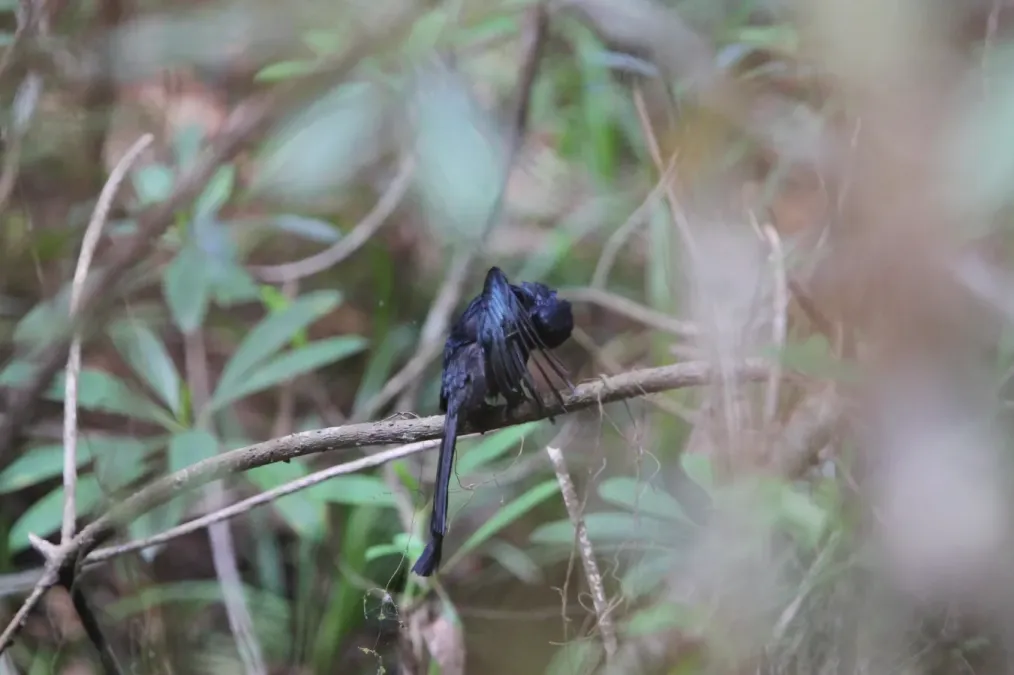 File:Dicrurus lophorinus 92429839.jpg