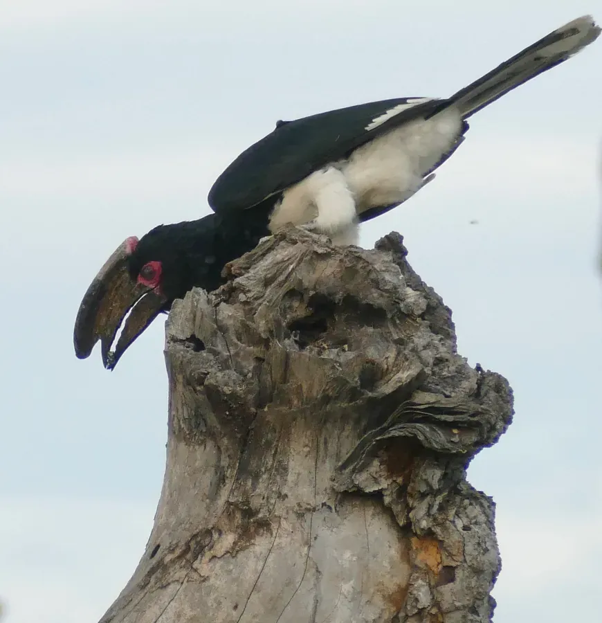 File:Day 71 Trumpeter Hornbill (Bycanistes bucinator) male ... (53363388836).jpg
