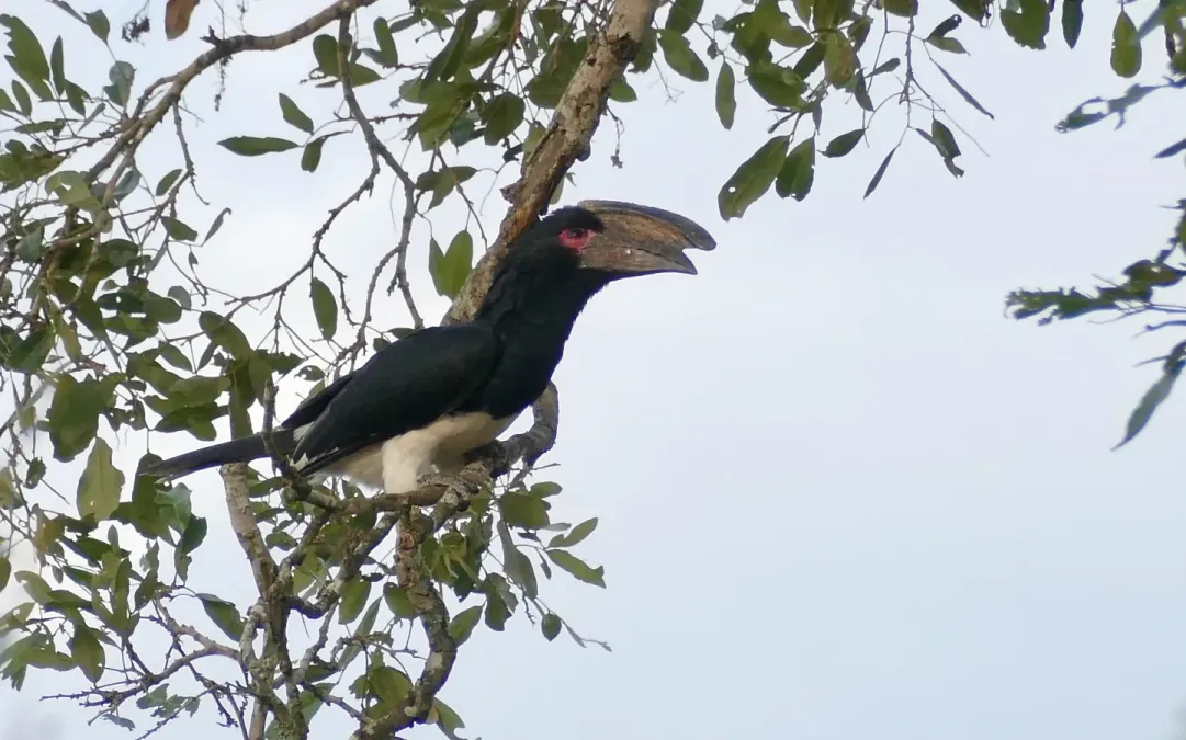 File:Day 71 Trumpeter Hornbill (Bycanistes bucinator) male ... (53363388296).jpg