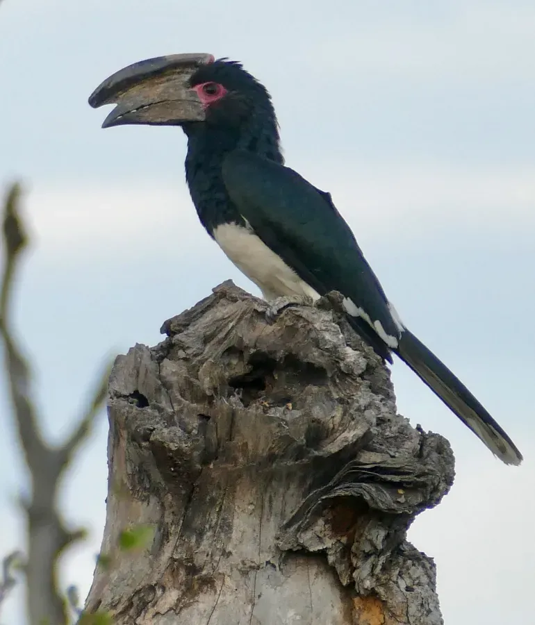 File:Day 71 Trumpeter Hornbill (Bycanistes bucinator) male ... (53363388601).jpg