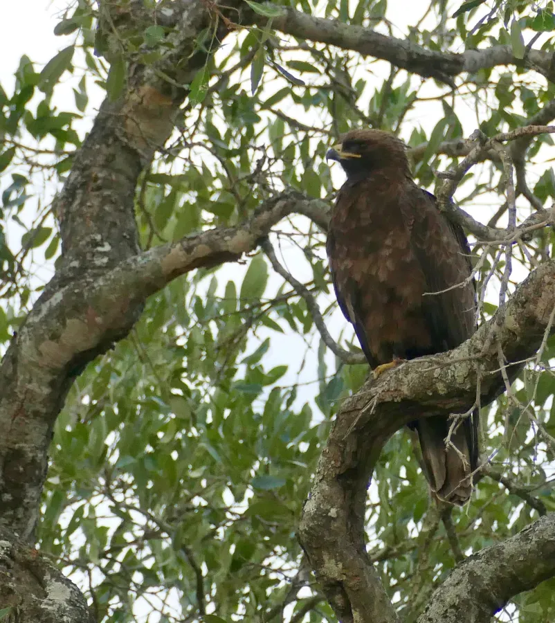 File:Day 71 Wahlberg's Eagle (Hieraaetus wahlbergi) (53363591173).jpg