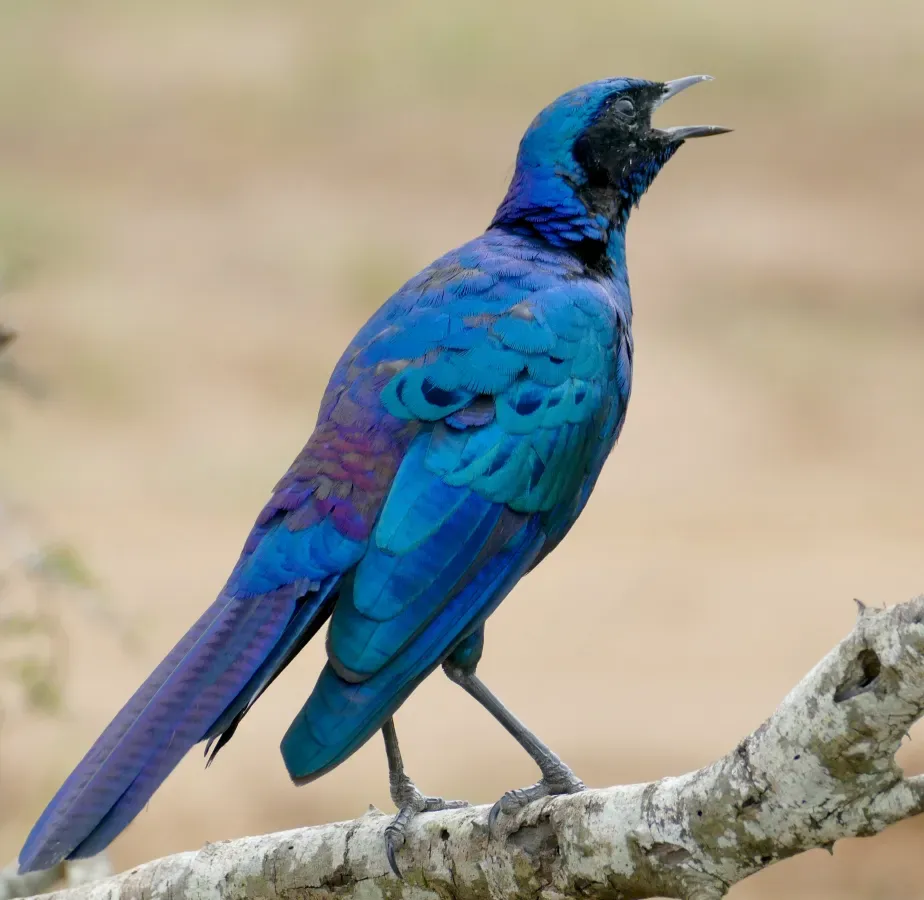 File:Burchell's Starling (Lamprotornis australis) calling ... (51903924192), crop.jpg