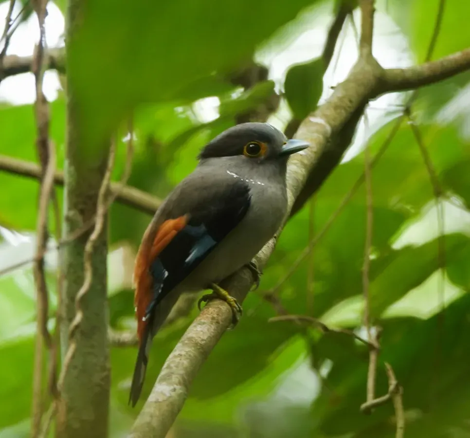 File:Serilophus rubropygius 113358605.jpg