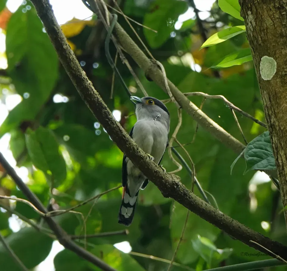 File:Serilophus rubropygius 128355235.jpg