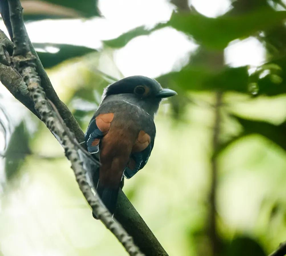 File:Serilophus rubropygius 113358657.jpg