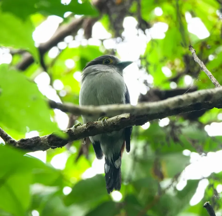 File:Serilophus rubropygius 104797832.jpg