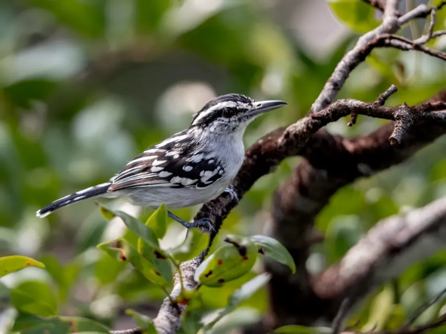 File:Herpsilochmus dorsimaculatus Spot-backed Antwren (male); Manaus, Amazonas, Brazil.jpg