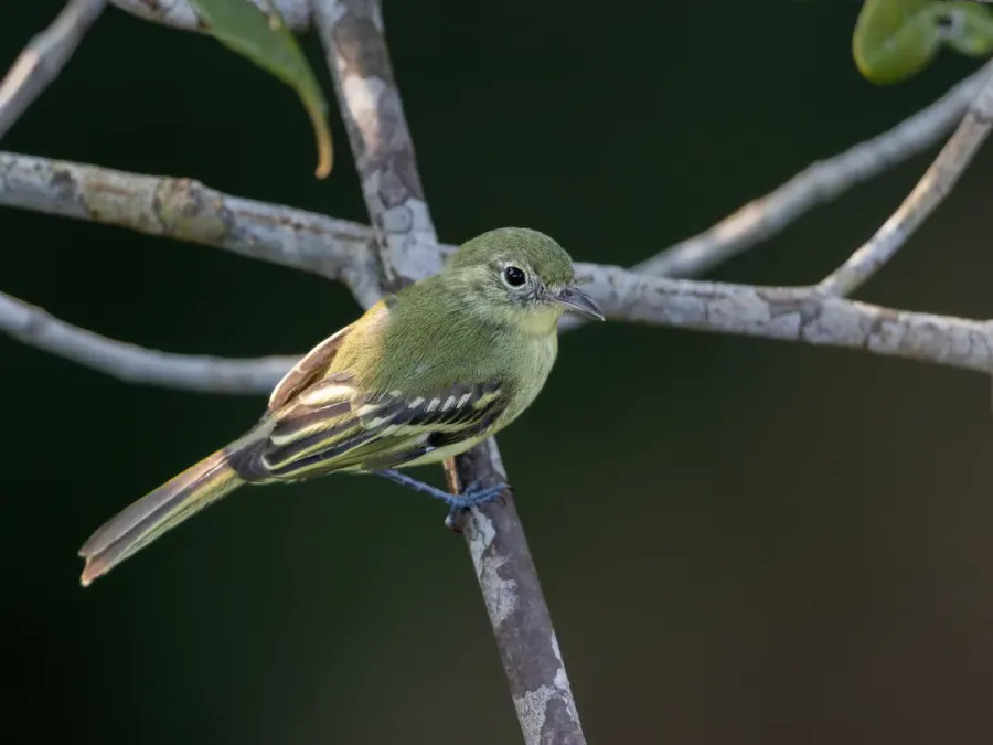 File:Phylloscartes virescens Olive-green Tyrannulet; Manaus, Amazonas, Brazil.jpg