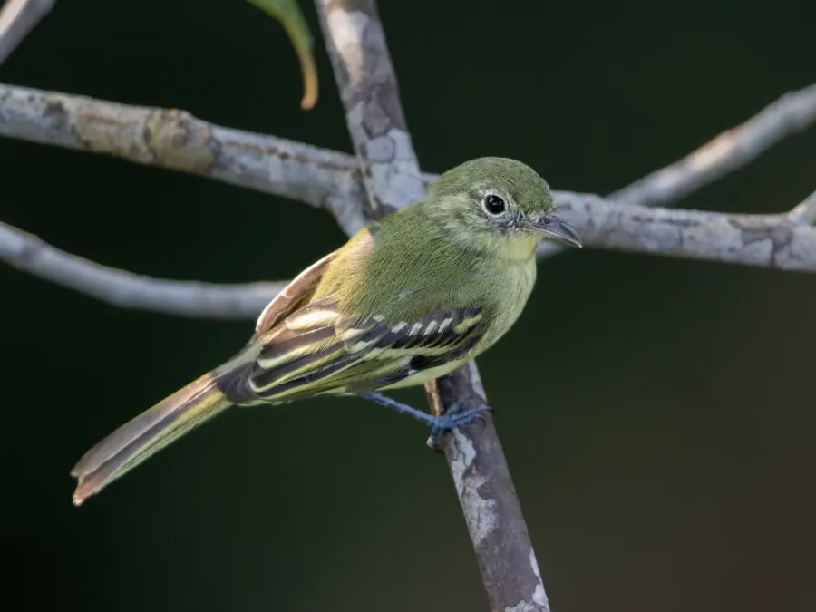 File:Phylloscartes virescens Olive-green Tyrannulet; Manaus, Amazonas, Brazil (cropped).jpg