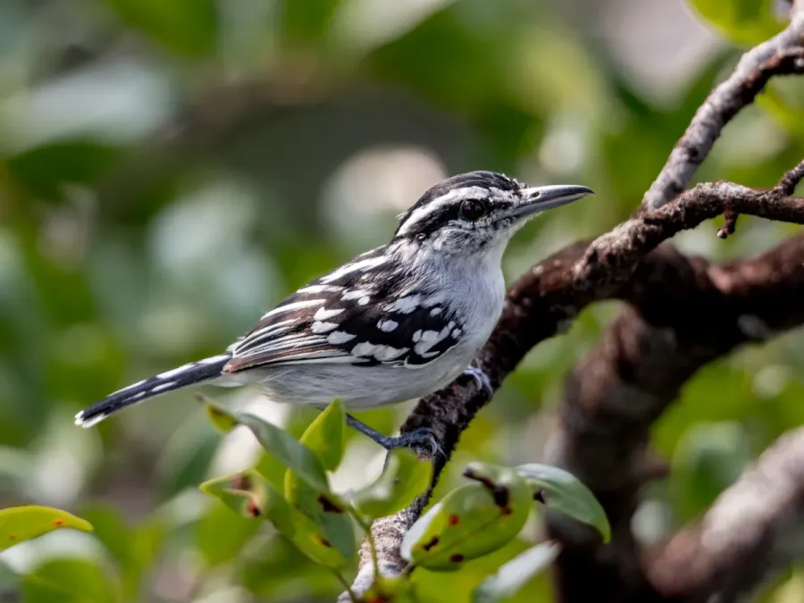 File:Herpsilochmus dorsimaculatus Spot-backed Antwren (male); Manaus, Amazonas, Brazil (cropped).jpg