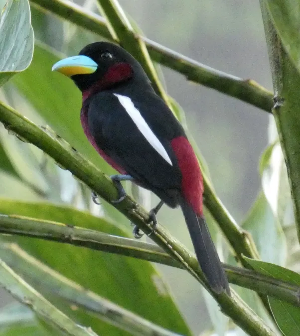 File:Cymbirhynchus macrorhynchos macrorhynchos, Jalan Fabia, Sandakan, Sabah 1.jpg