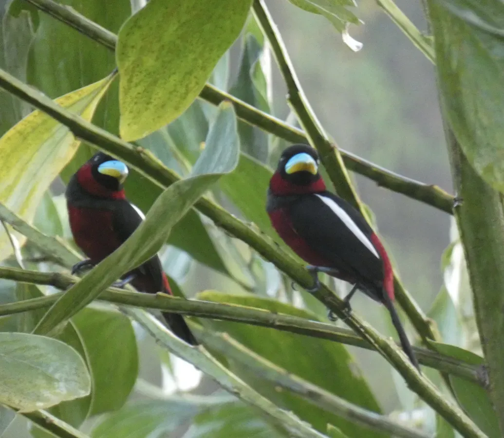 File:Cymbirhynchus macrorhynchos macrorhynchos, Jalan Fabia, Sandakan, Sabah 3.jpg