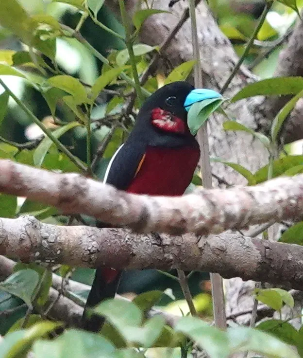 File:Cymbirhynchus macrorhynchos macrorhynchos, Kinabatangan River, Sabah 1.jpg