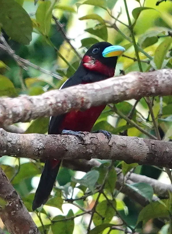 File:Cymbirhynchus macrorhynchos macrorhynchos, Kinabatangan River, Sabah 2.jpg