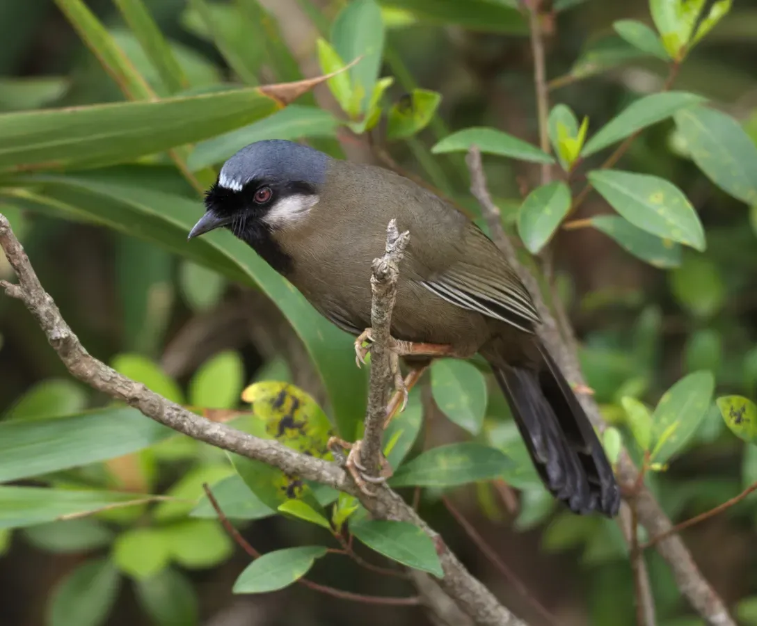 File:Pterorhinus chinensis 15831776.jpg