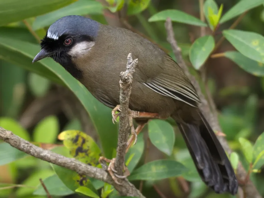 File:Pterorhinus chinensis 15831776 (cropped).jpg