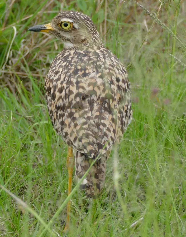 File:Day 72 Spotted Thick-Knee (Burhinus capensis) (53366440903).jpg